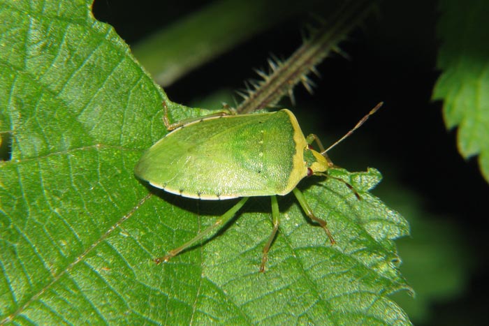 Nezara viridula f. torquata